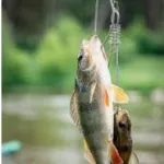 Icone Pescadores Raiz FSA