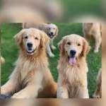 Icone GOLDEN RETRIEVER CWB