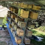 Icone VENHA TER UM MELIPONARIO DO ZERO NA SUA PROPRIA CASA