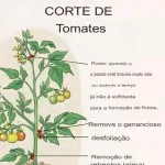 Icone Revendedores servidor novo