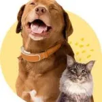 Icone 30 Receitas saudaveis para pets