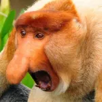 Icone shitpost raiz😱