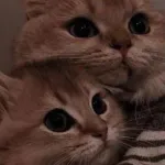 Icone ♥ 𝔸 𝕡𝕣𝕠𝕔𝕦𝕣𝕒 𝕕𝕖 𝕦𝕞(𝕒) 𝕓𝕖𝕤𝕥 ♥ (≧◡≦) ♡