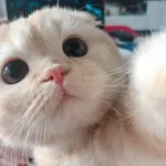 Icone Amizades virtual… 🤍😻