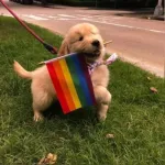 Icone Novo Amizade ou namoro 🏳️🌈