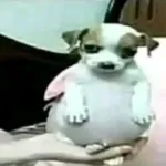 Icone Esquizofrenicos? Com certeza