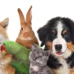 Icone Receitas saudaveis para pets !