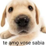 Icone te amo vose sabia