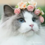 Icone Fotografando gatosY o