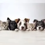 Icone 30 Receitas para pets