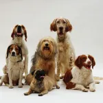 Icone 30 DICAS DE ALIMENTACAO PARA SEU PET