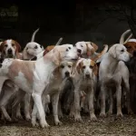 Icone Clube dos Pets