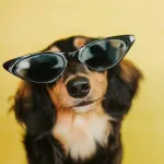 Icone PETS VENDAS ONLINES
