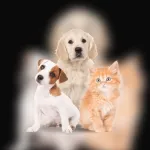 Icone RECEITAS SAUDADES PARA SEU PET