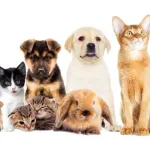 Icone +saude para seus pets