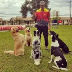Foto do grupo Adestramento de caes