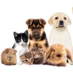 Icone Receita para pets
