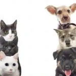 Icone Seu incrivel pet
