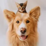 Icone TUDO PARA PETS