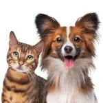 Icone RECEITAS SAUDAVEIS PARA PETS