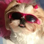Icone PETS ALEGRES