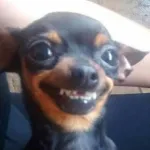 Icone Mae, to no WhatsApp