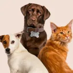 Icone Vida melhor para pets