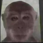 Foto do grupo Memes