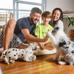 Icone Receitas Saudaveis para Pets!