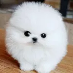 Icone AMIGOS DA BELINHA
