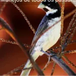 Foto do grupo Bate papo sobre passarinhos